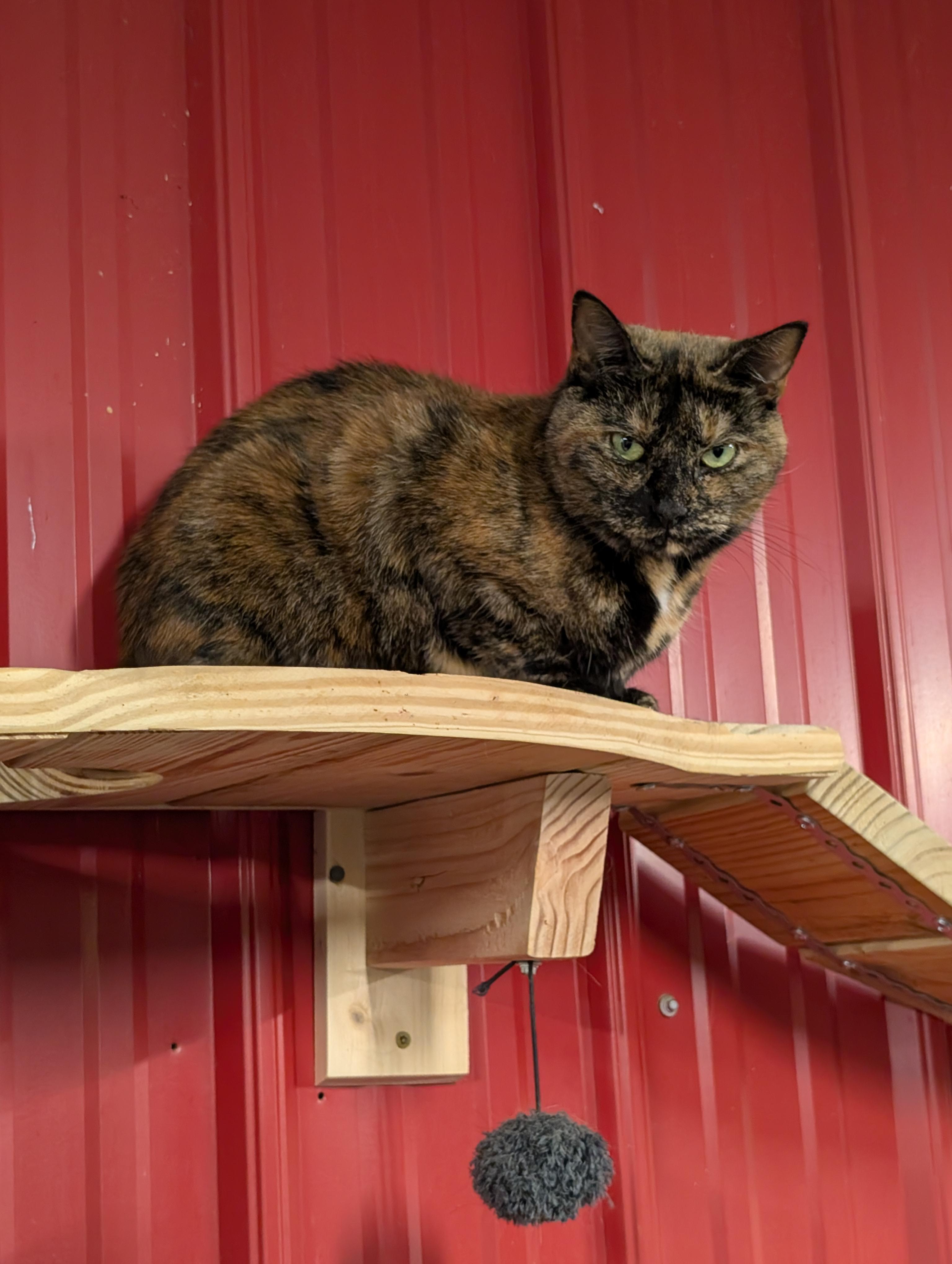 Enlarge Louise, a Adoptable Tortoiseshell in Chuckey, TN image 1/4