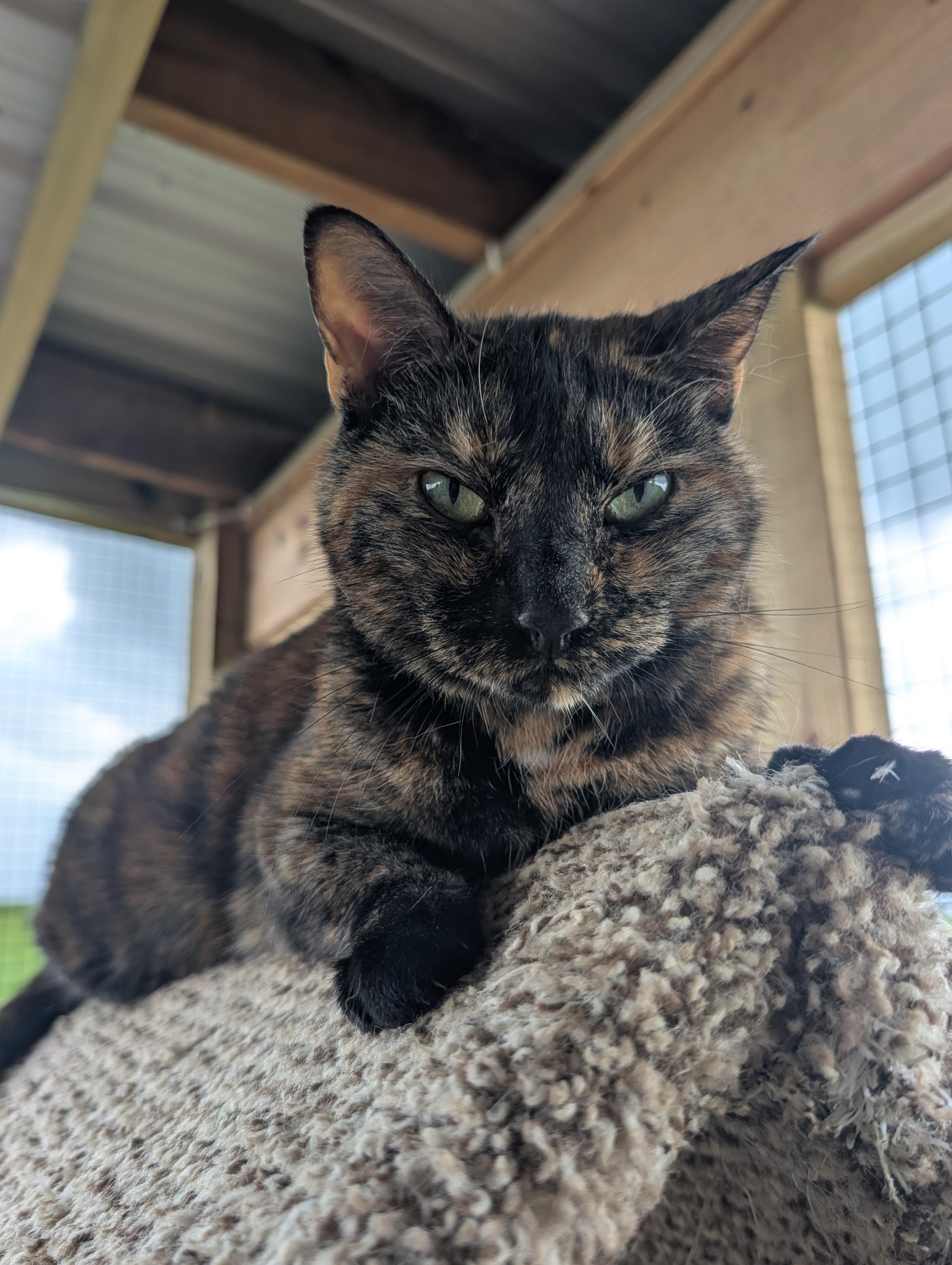 Enlarge Louise, a Adoptable Tortoiseshell in Chuckey, TN image 2/4