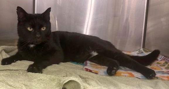 Mekko, a Adoptable Domestic Short Hair in Trenton, NJ image 1/3