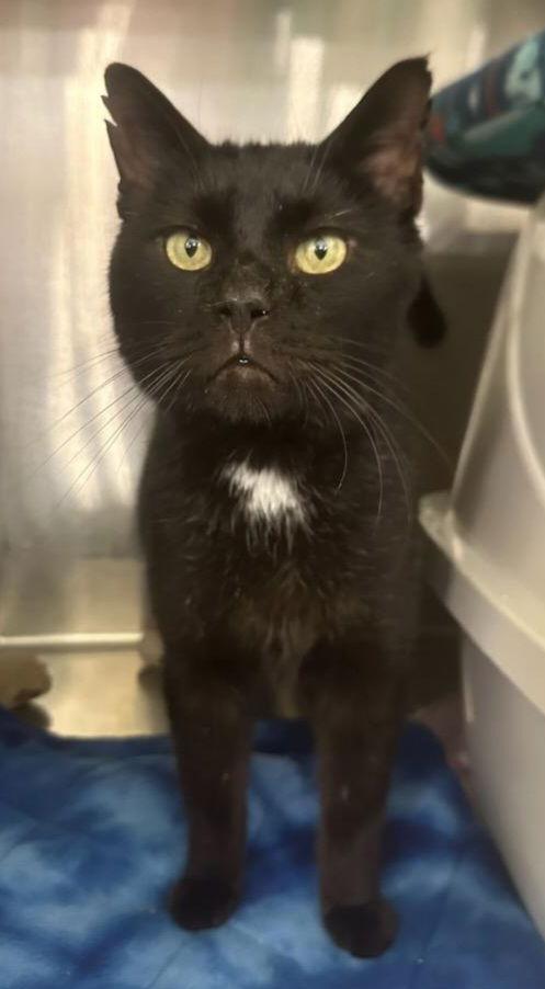 Mekko, a Adoptable Domestic Short Hair in Trenton, NJ image 2/3