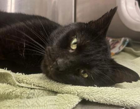 Mekko, a Adoptable Domestic Short Hair in Trenton, NJ image 3/3