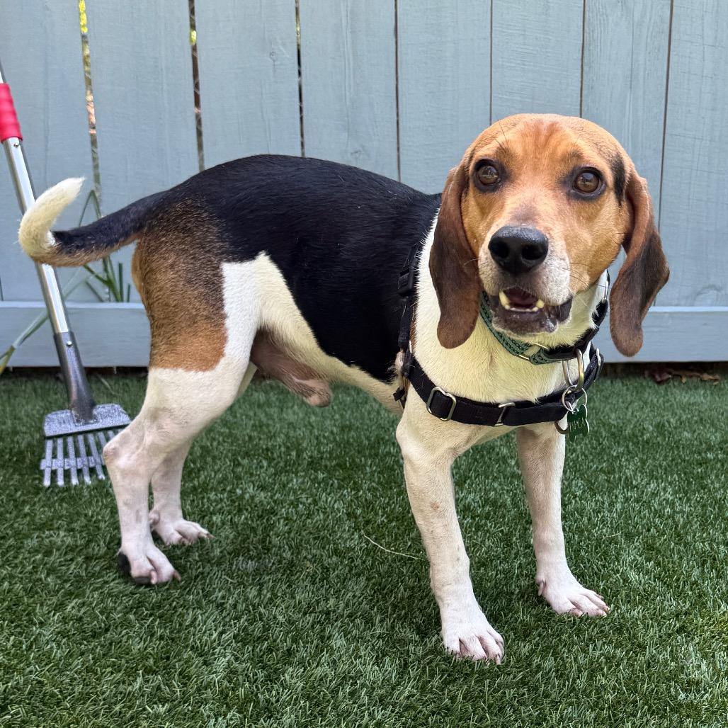 Enlarge Silent Bob, a Adoptable Beagle in Troy, VA image 1/5