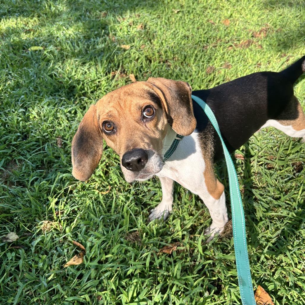 Enlarge Silent Bob, a Adoptable Beagle in Troy, VA image 2/5