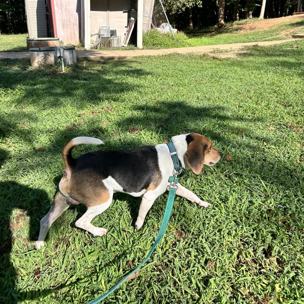Enlarge Silent Bob, a Adoptable Beagle in Troy, VA image 3/5