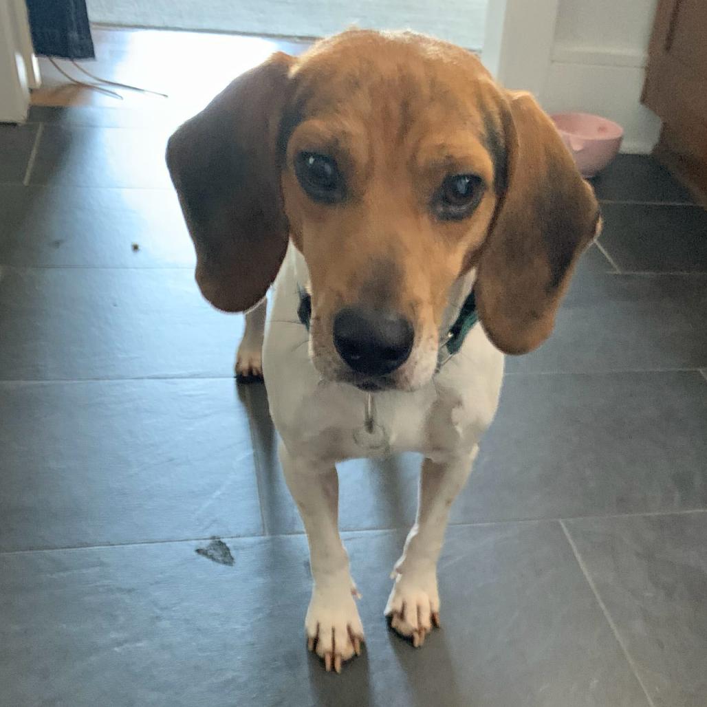 Enlarge Silent Bob, a Adoptable Beagle in Troy, VA image 4/5