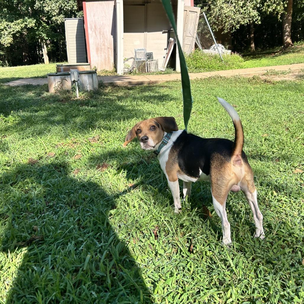 Enlarge Silent Bob, a Adoptable Beagle in Troy, VA image 5/5