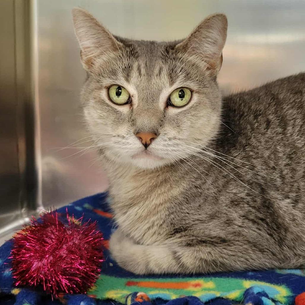 Enlarge Lime Margarita, a Adoptable Domestic Short Hair in Columbia, MO image 1/5