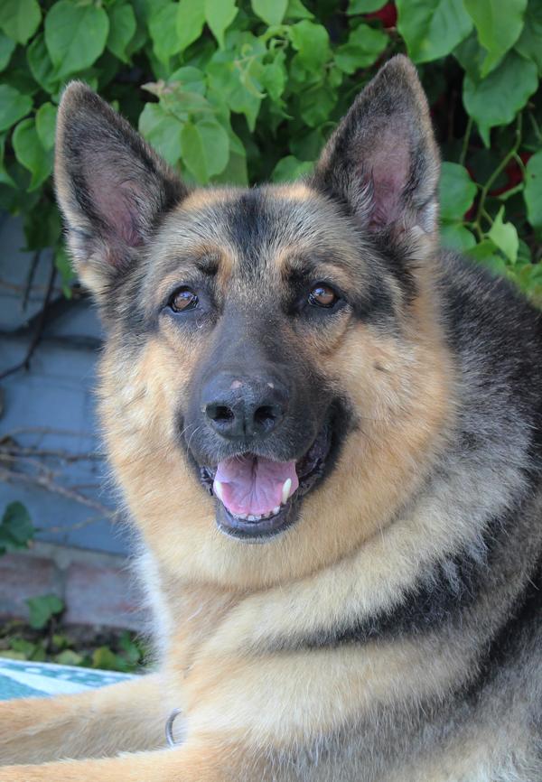 Layla von Rietberg", Adult Female unknown