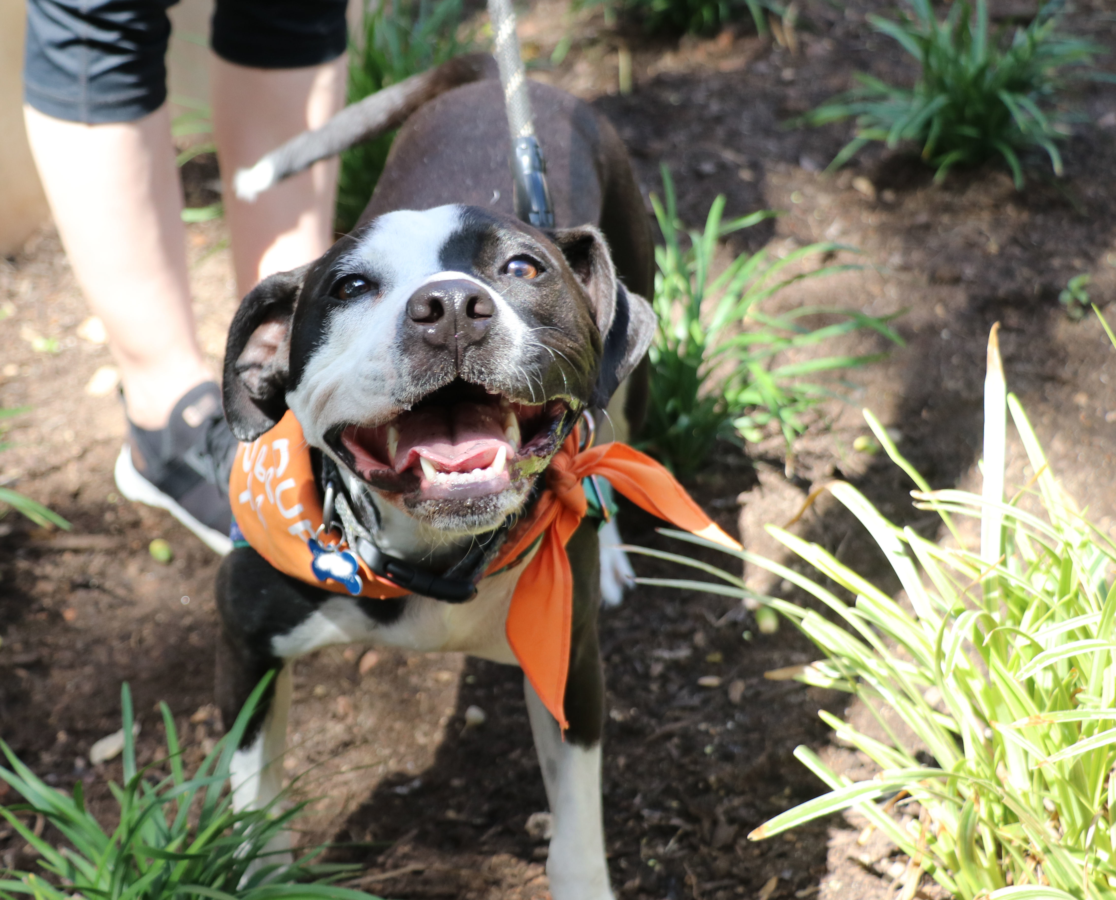 Lita, Adoptable, Young Female Terrier.