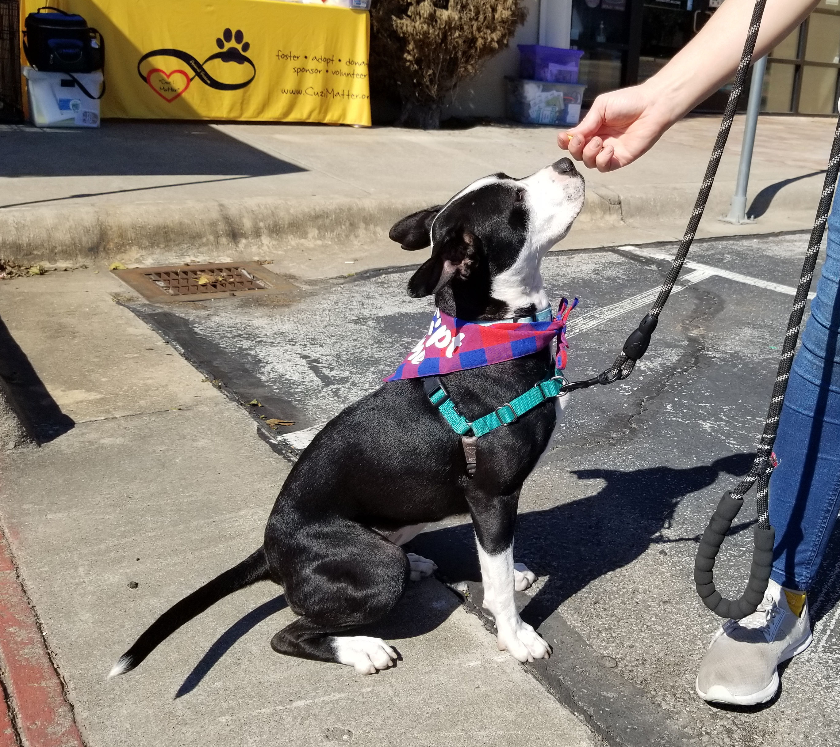 Lita, a Adoptable mixed breed in Pflugerville, TX image 2/12