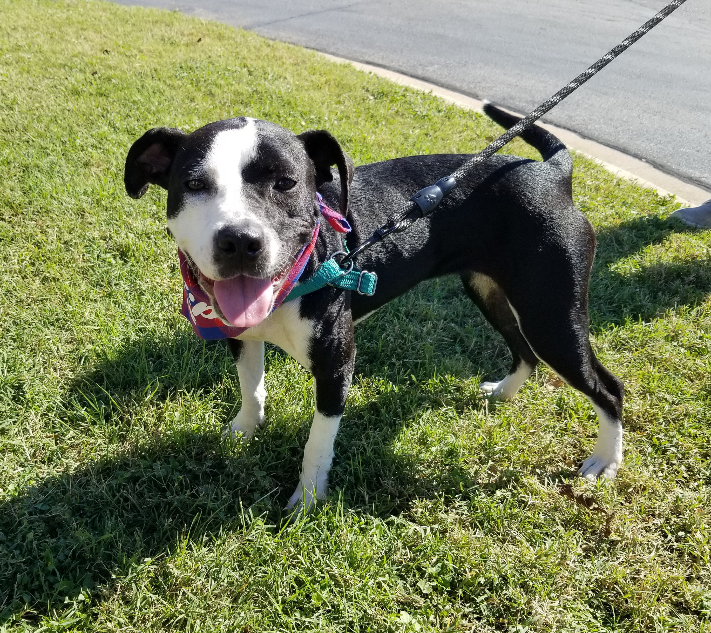 Lita, a Adoptable mixed breed in Pflugerville, TX image 3/12