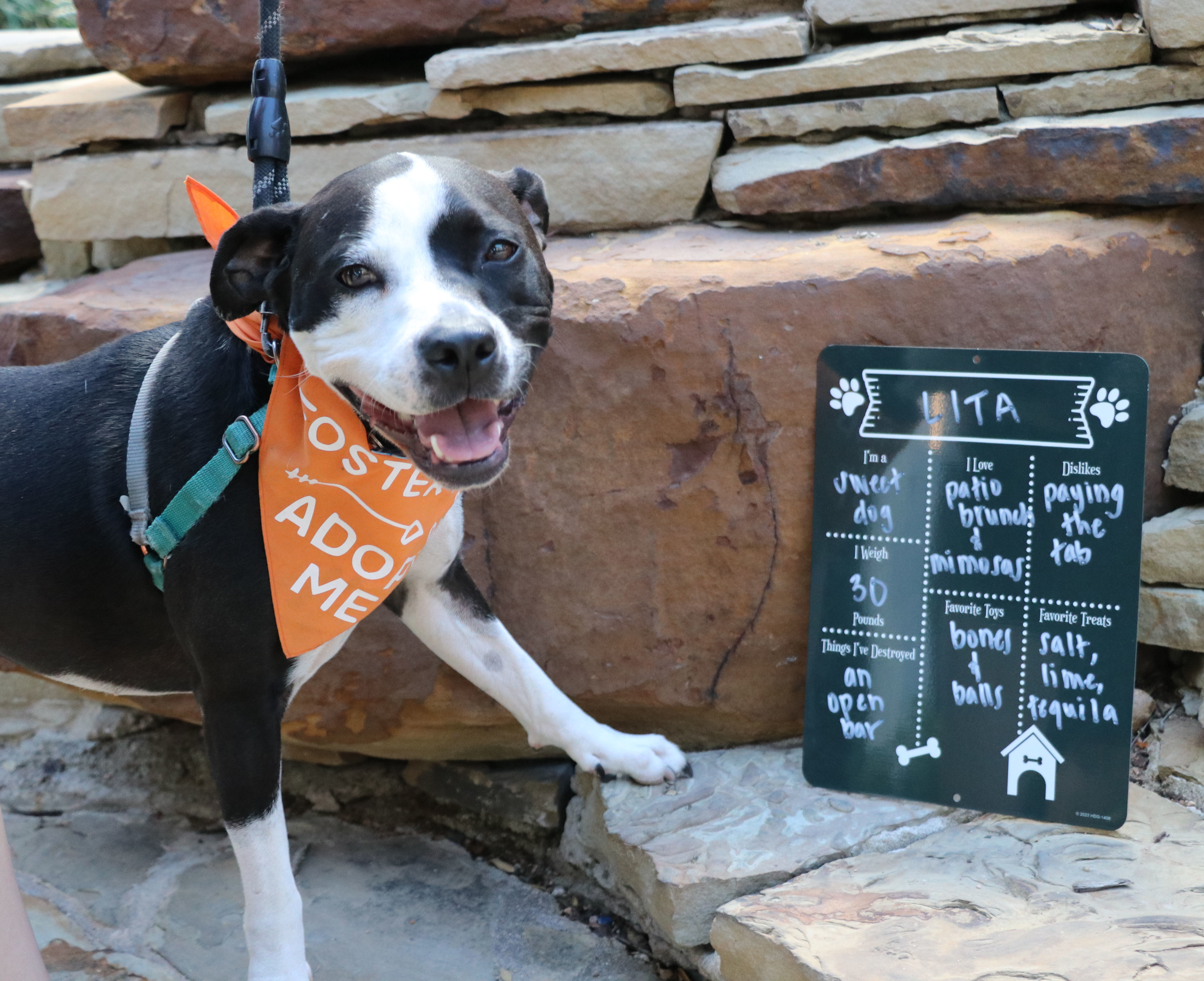 Lita, Adoptable, Young Female Terrier.