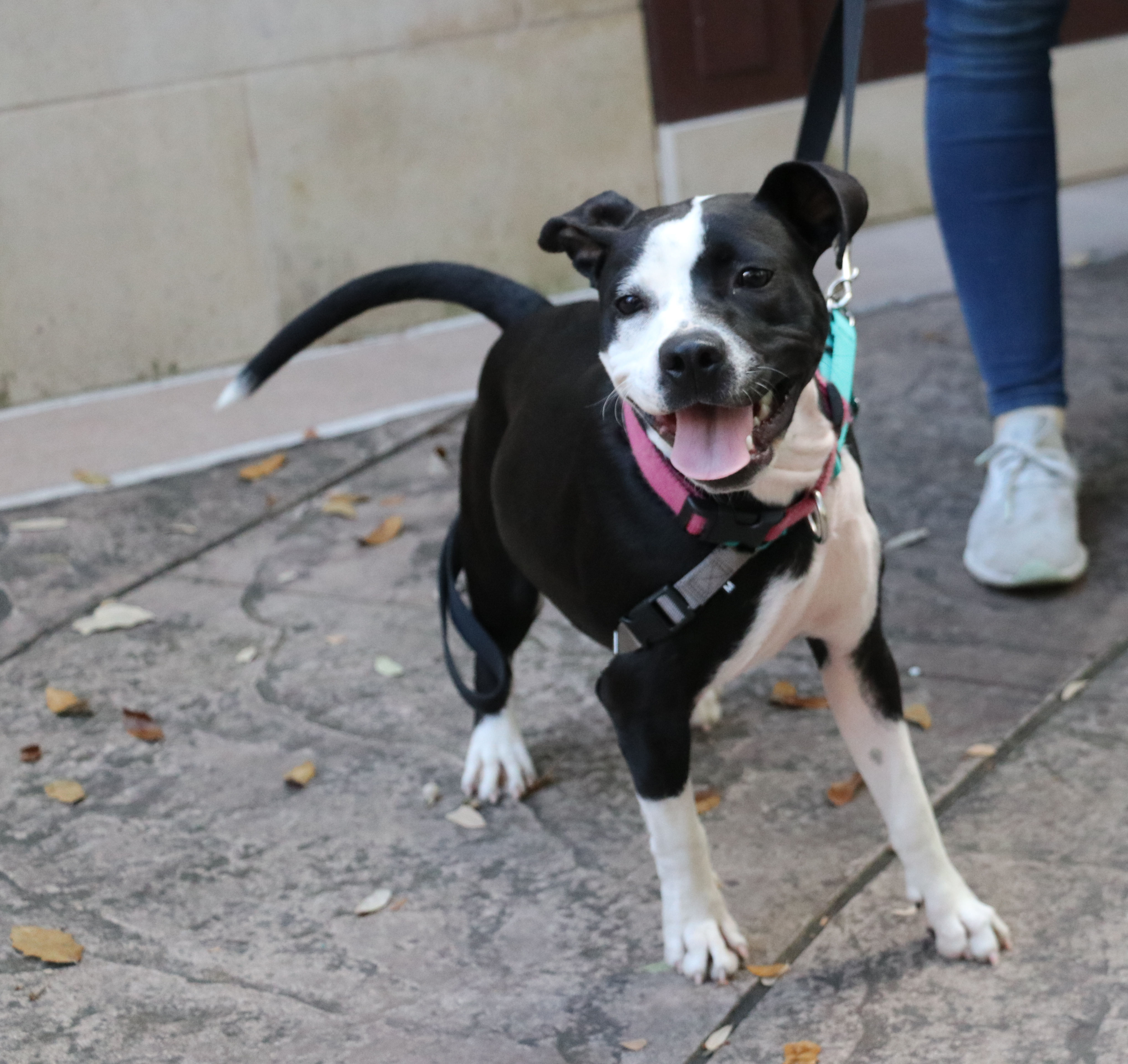 Lita, a Adoptable mixed breed in Pflugerville, TX image 5/12