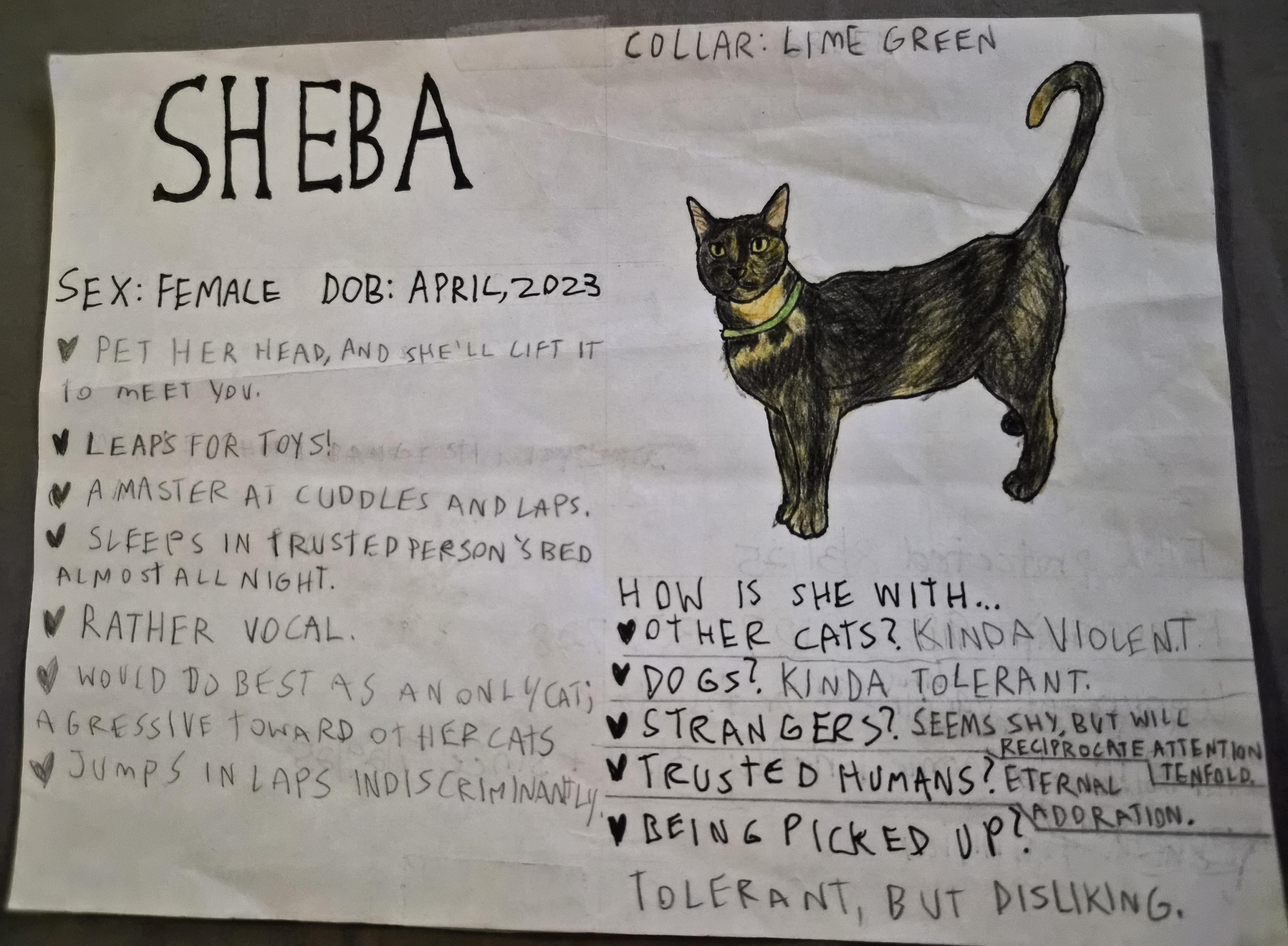 Sheba, an adoptable Tortoiseshell in Crockett, CA image 2/2