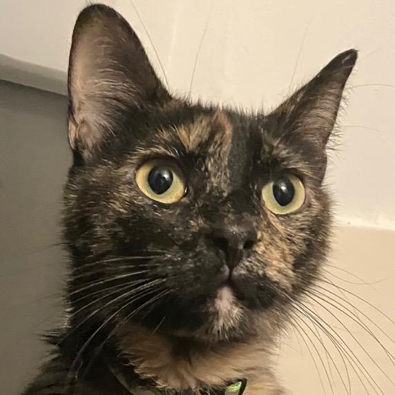 Sheba, an adoptable Tortoiseshell in Crockett, CA image 1/2