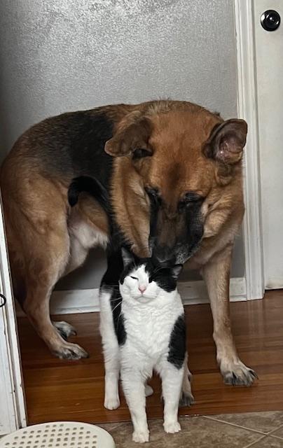 Enlarge Moose , a Adoptable German Shepherd Dog in Chesterfield, MO image 2/5