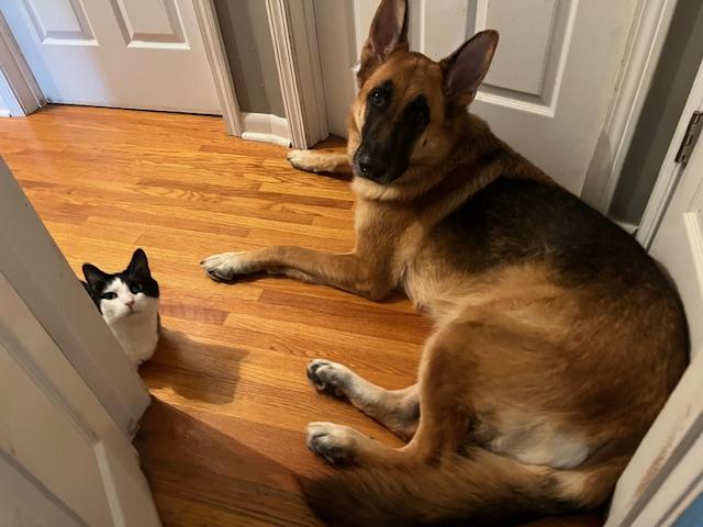 Moose , Adoptable, Adult Male German Shepherd Dog.