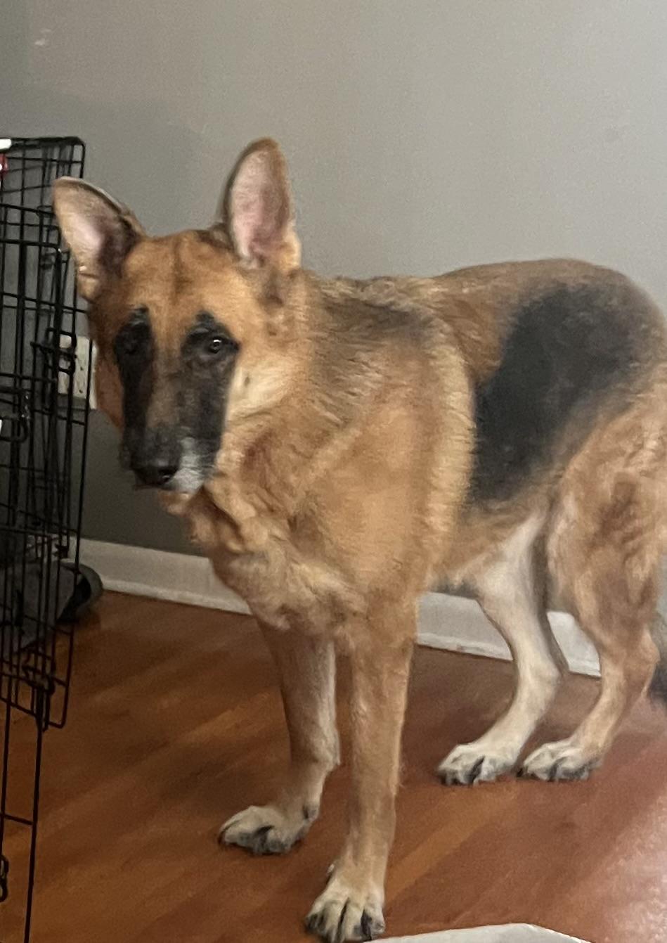 Enlarge Moose , a Adoptable German Shepherd Dog in Chesterfield, MO image 5/5