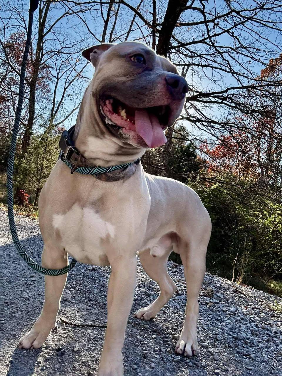 Enlarge OSCAR, a ADOPTABLE Terrier in Waverly, TN image 2/2