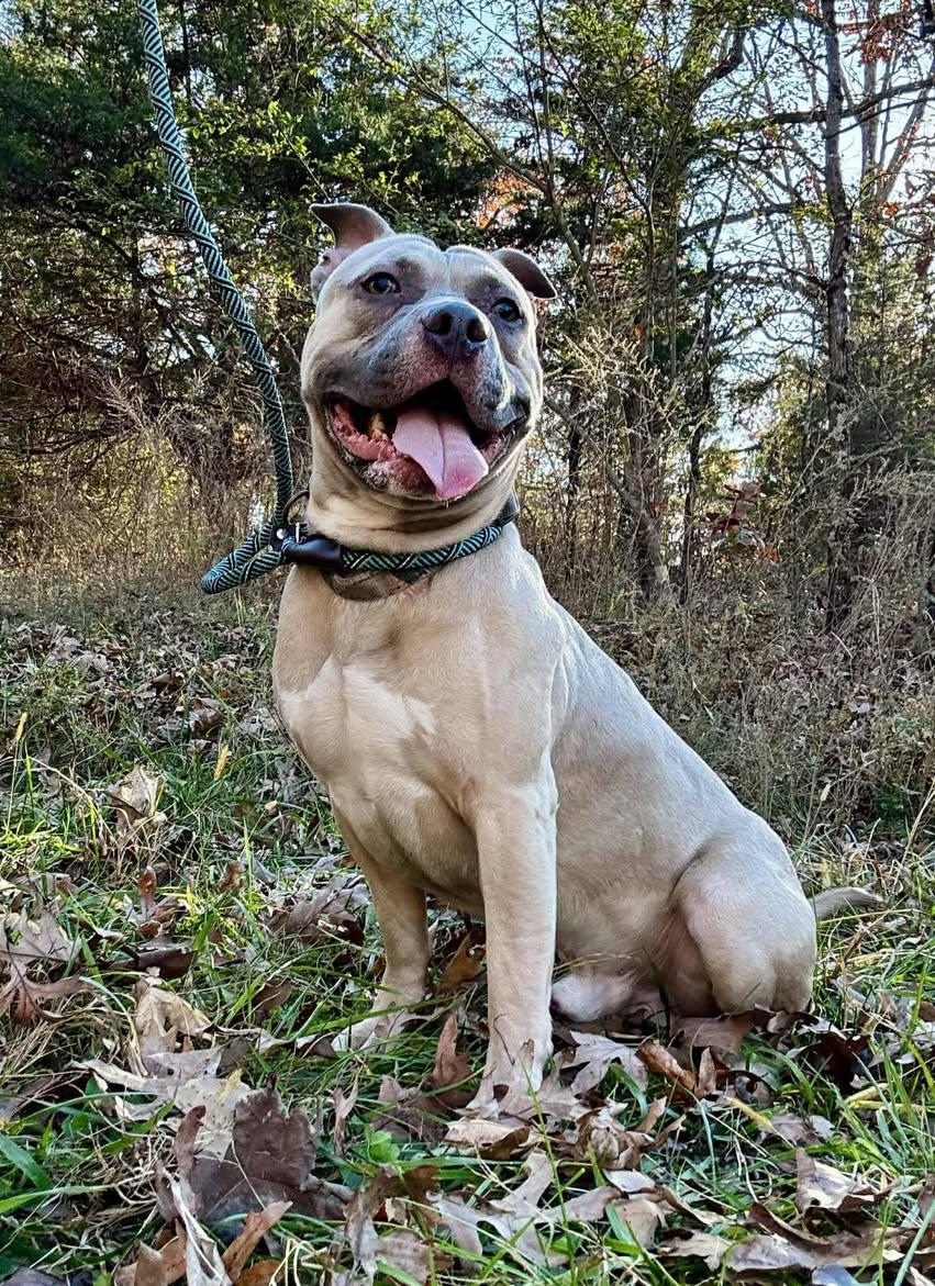 OSCAR, ADOPTABLE, Adult Male Terrier.