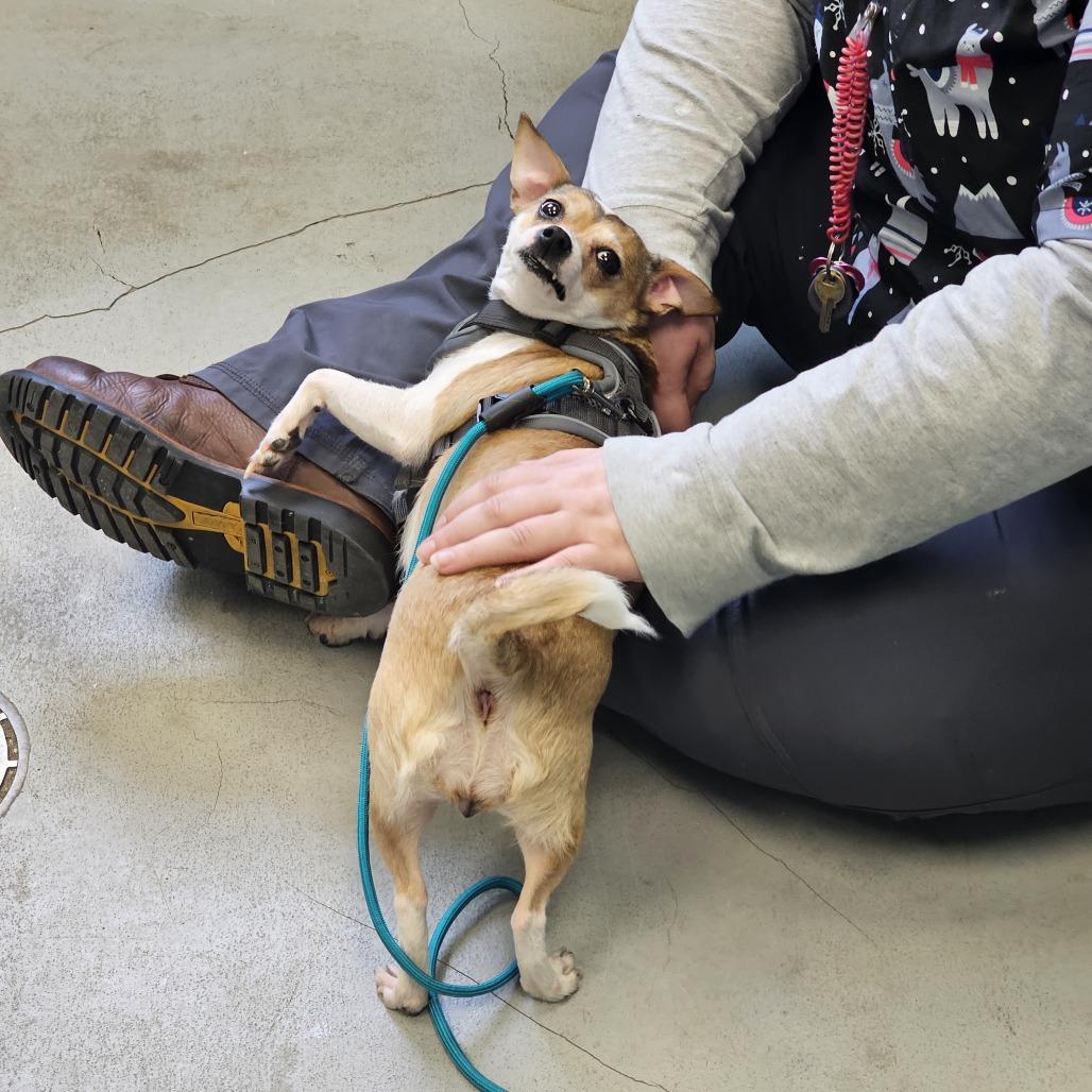 Wanda, Adoptable, Adult Female Chihuahua & Mixed Breed.