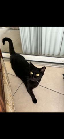 Onyx, Adoptable, Young Female Domestic Short Hair.