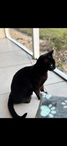 Enlarge Onyx, a Adoptable Domestic Short Hair in Naples, FL image 2/2