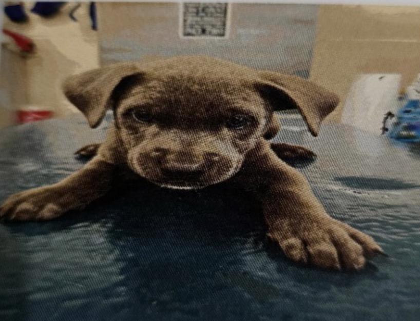 Enlarge Hayden, an adopted mixed breed in Zimmerman, MN image 1/1