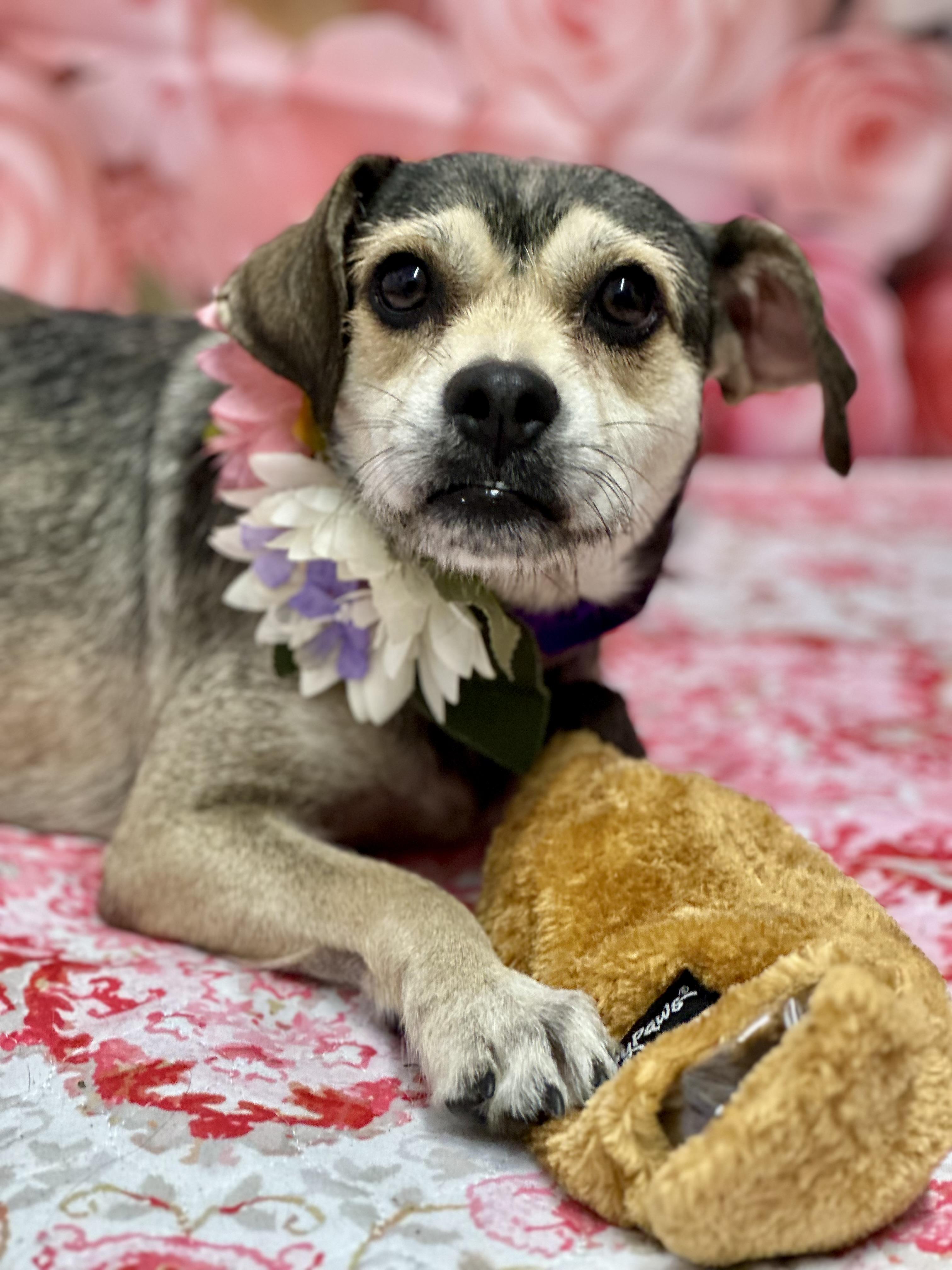 Lola, an adopted Mixed Breed in Staten Island, NY image 3/5