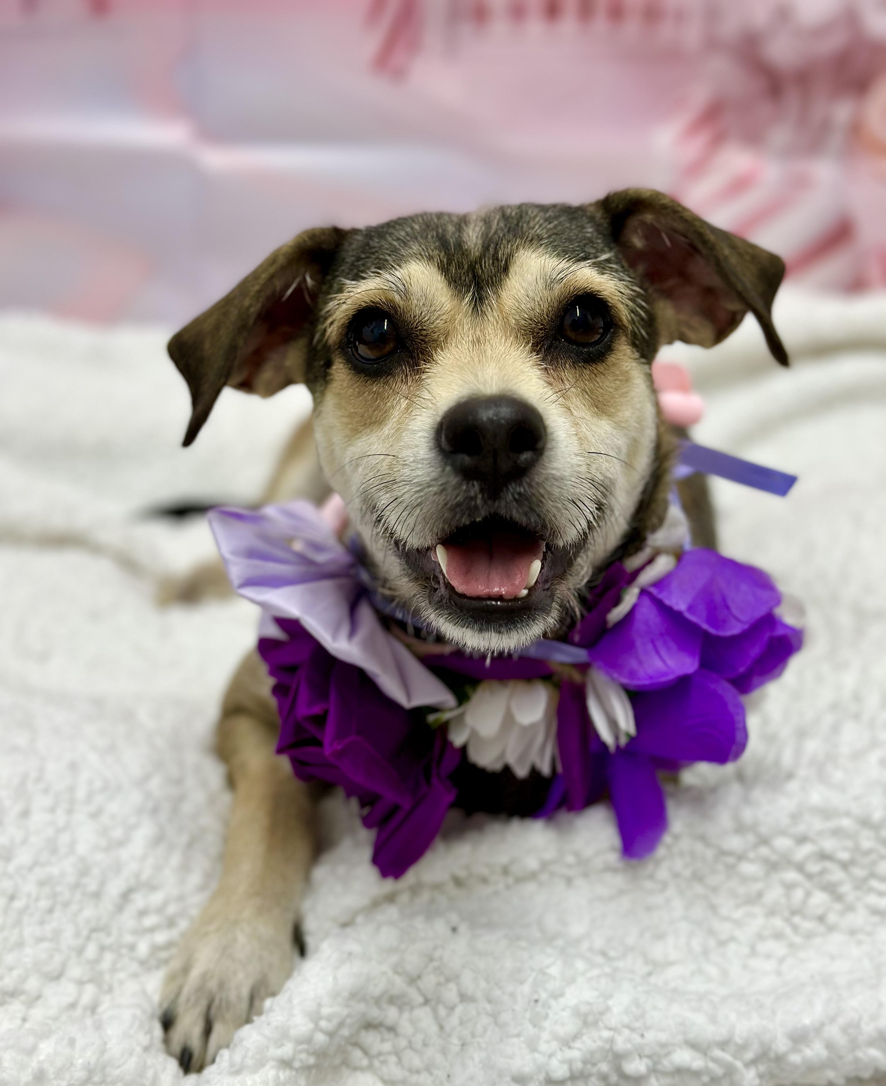 Lola, an adopted Mixed Breed in Staten Island, NY image 4/5