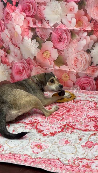 Enlarge Lola, an adopted Mixed Breed in Staten Island, NY video 5/5