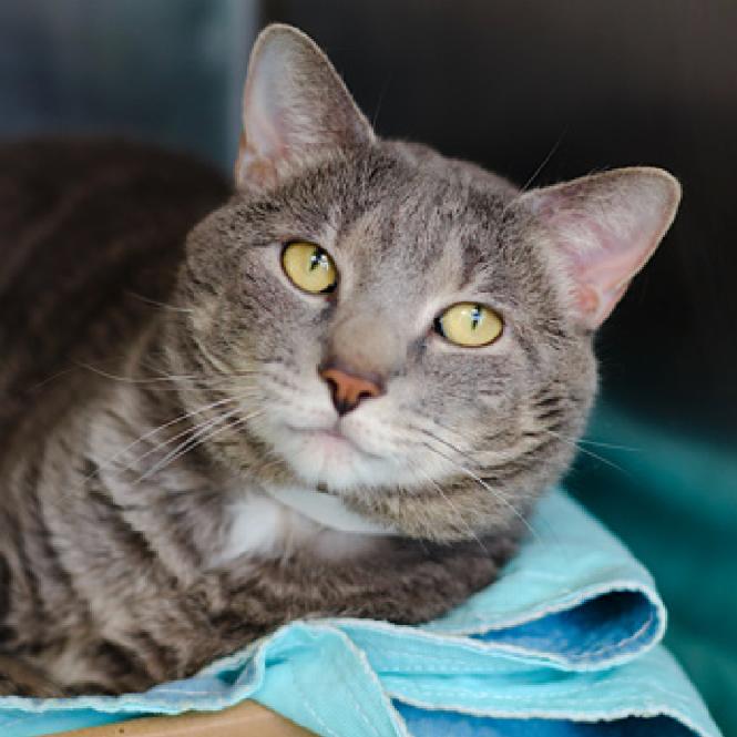 Vester, Adoptable, Adult Male Domestic Short Hair.