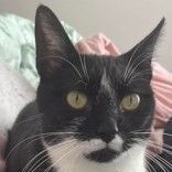 Marge, Adoptable, Adult Female Domestic Short Hair.