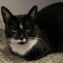 Marge, a Adoptable mixed breed in Avon, IN image 2/3