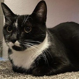 Marge, a Adoptable mixed breed in Avon, IN image 3/3