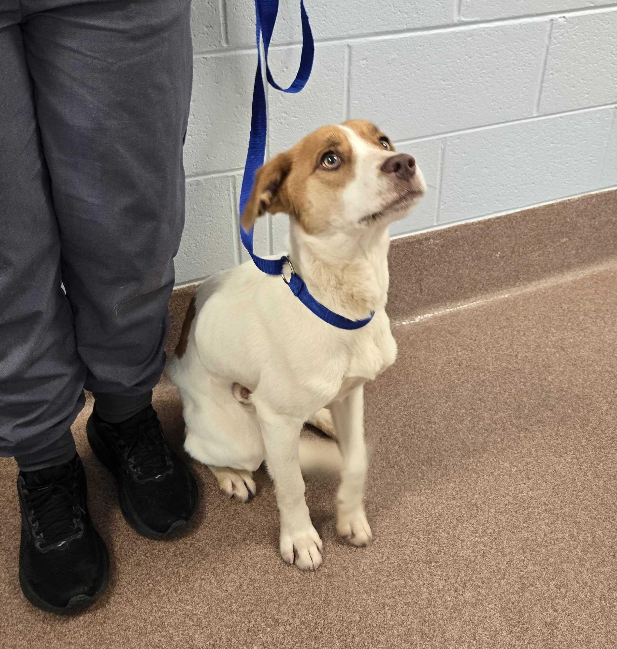 Enlarge Blue, an adopted mixed breed in Maidens, VA image 4/5