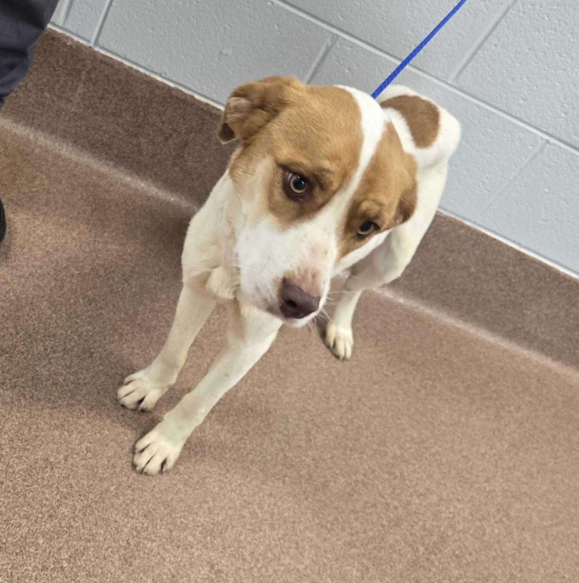 Enlarge Blue, an adopted mixed breed in Maidens, VA image 2/5