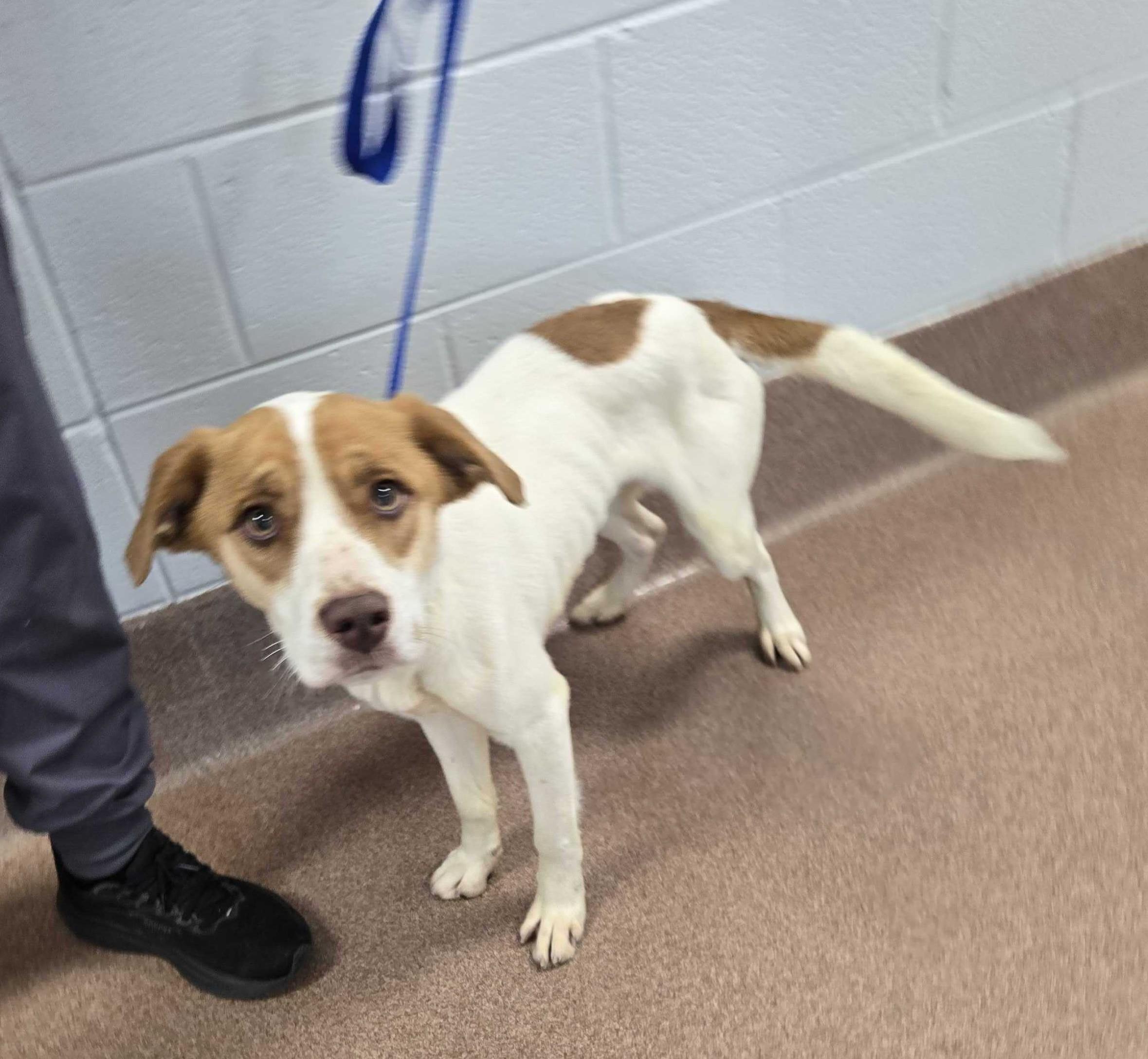 Blue, adopted, Young Male Mixed Breed.