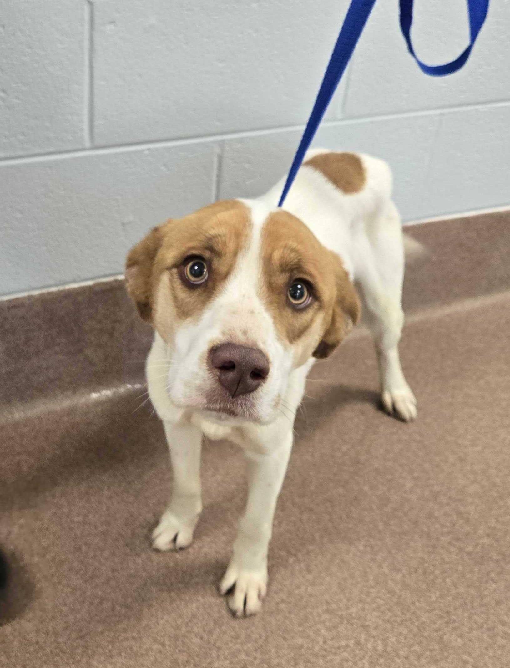 Enlarge Blue, an adopted mixed breed in Maidens, VA image 3/5