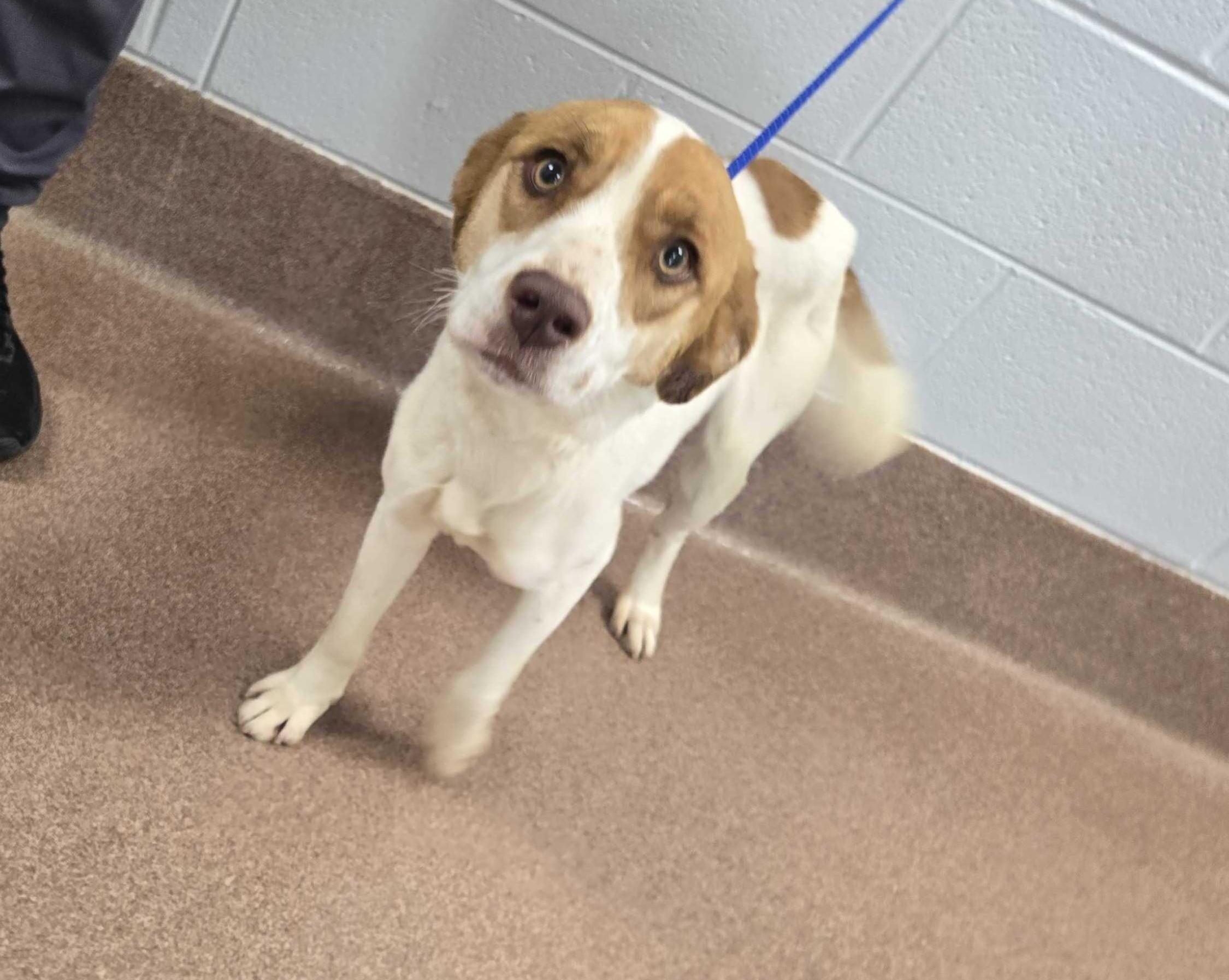 Enlarge Blue, an adopted mixed breed in Maidens, VA image 5/5