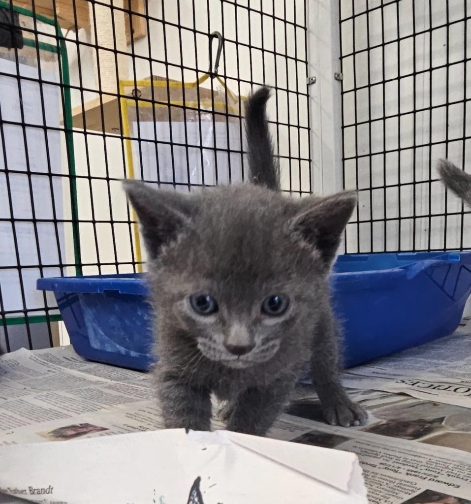 Kitten 3 feral mom, Adoptable, Kitten Male Domestic Medium Hair.