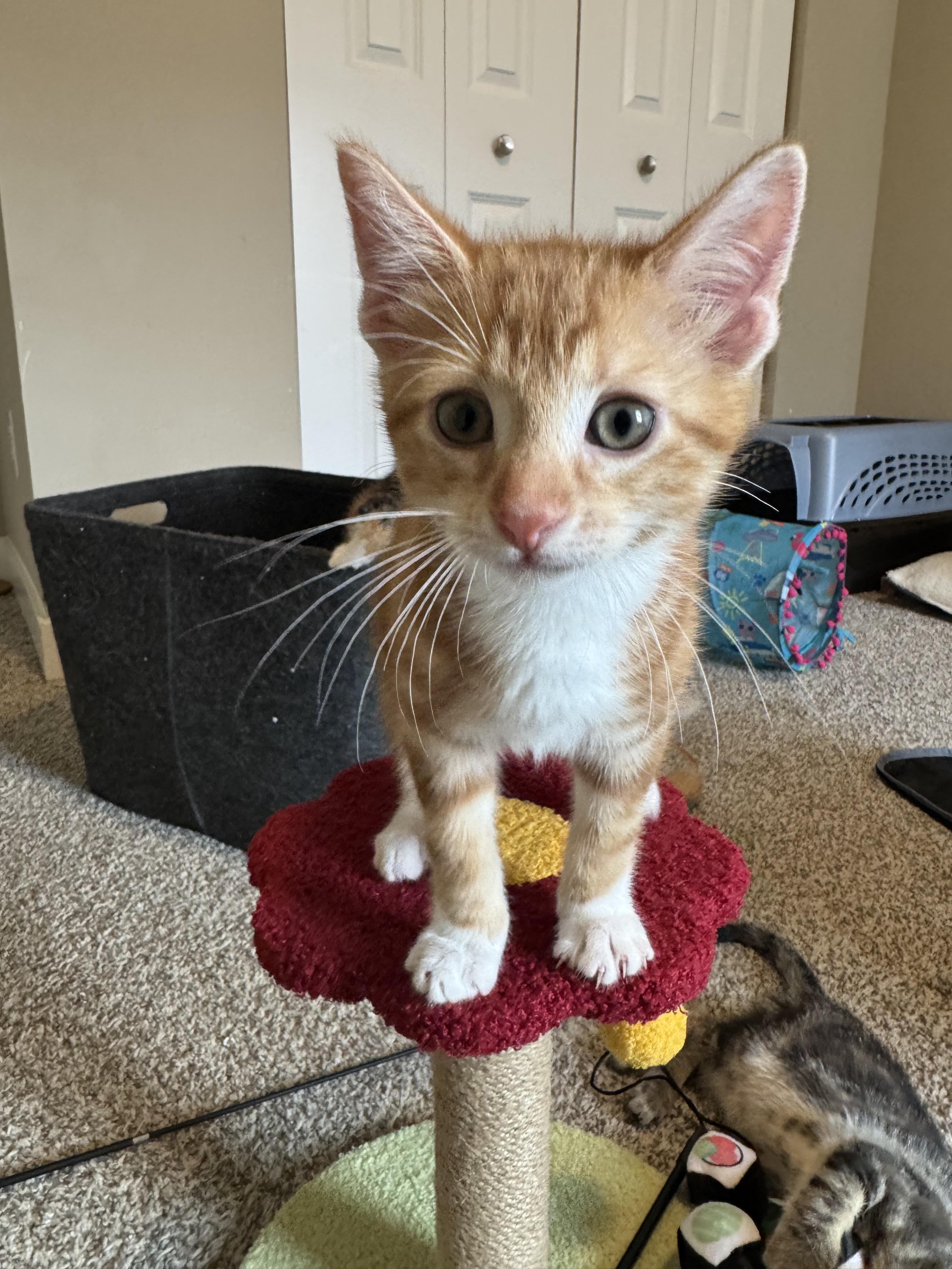 Mango, a Adoptable Domestic Short Hair in Chaska, MN image 2/3
