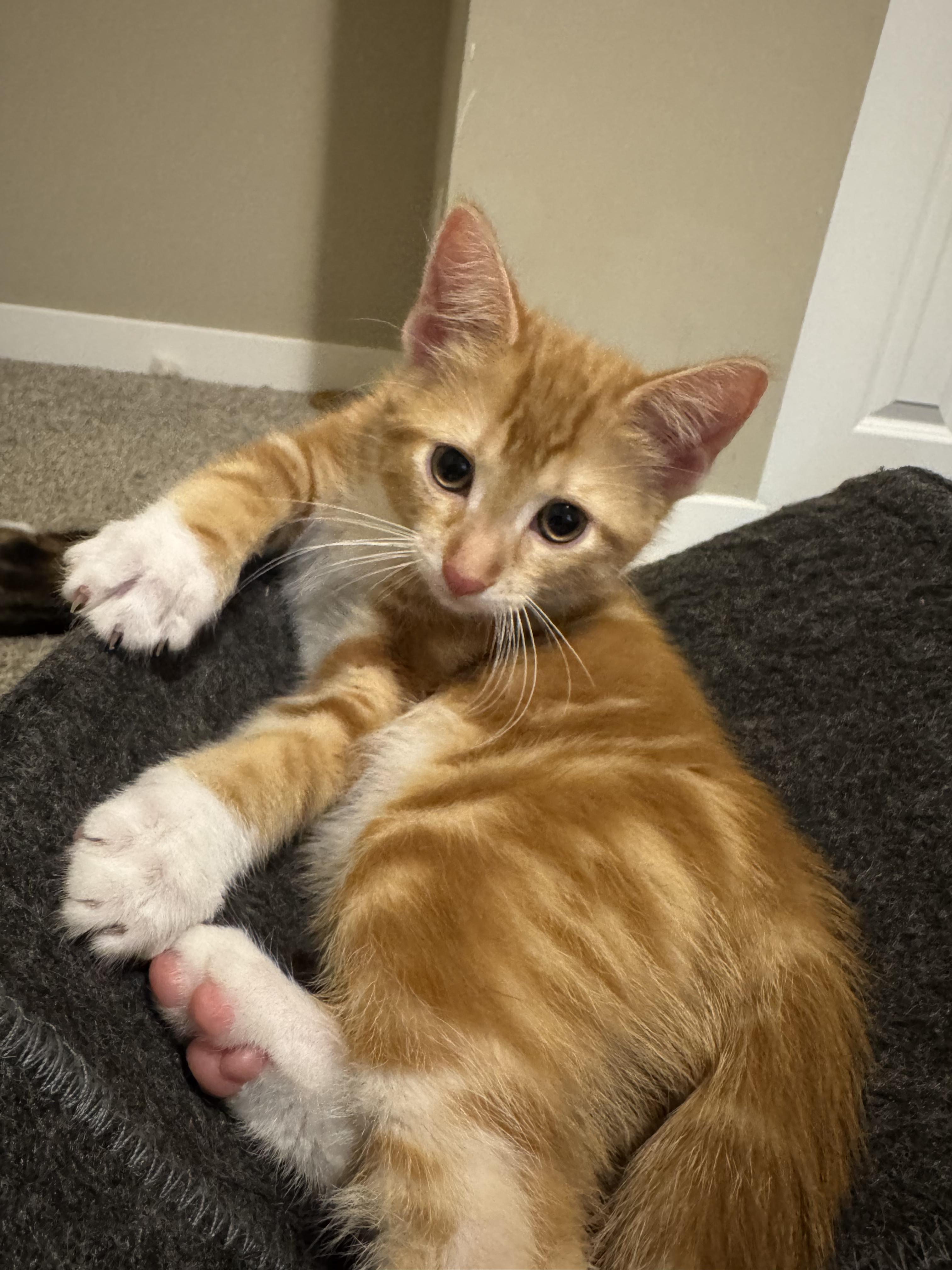 Mango, a Adoptable Domestic Short Hair in Chaska, MN image 1/3