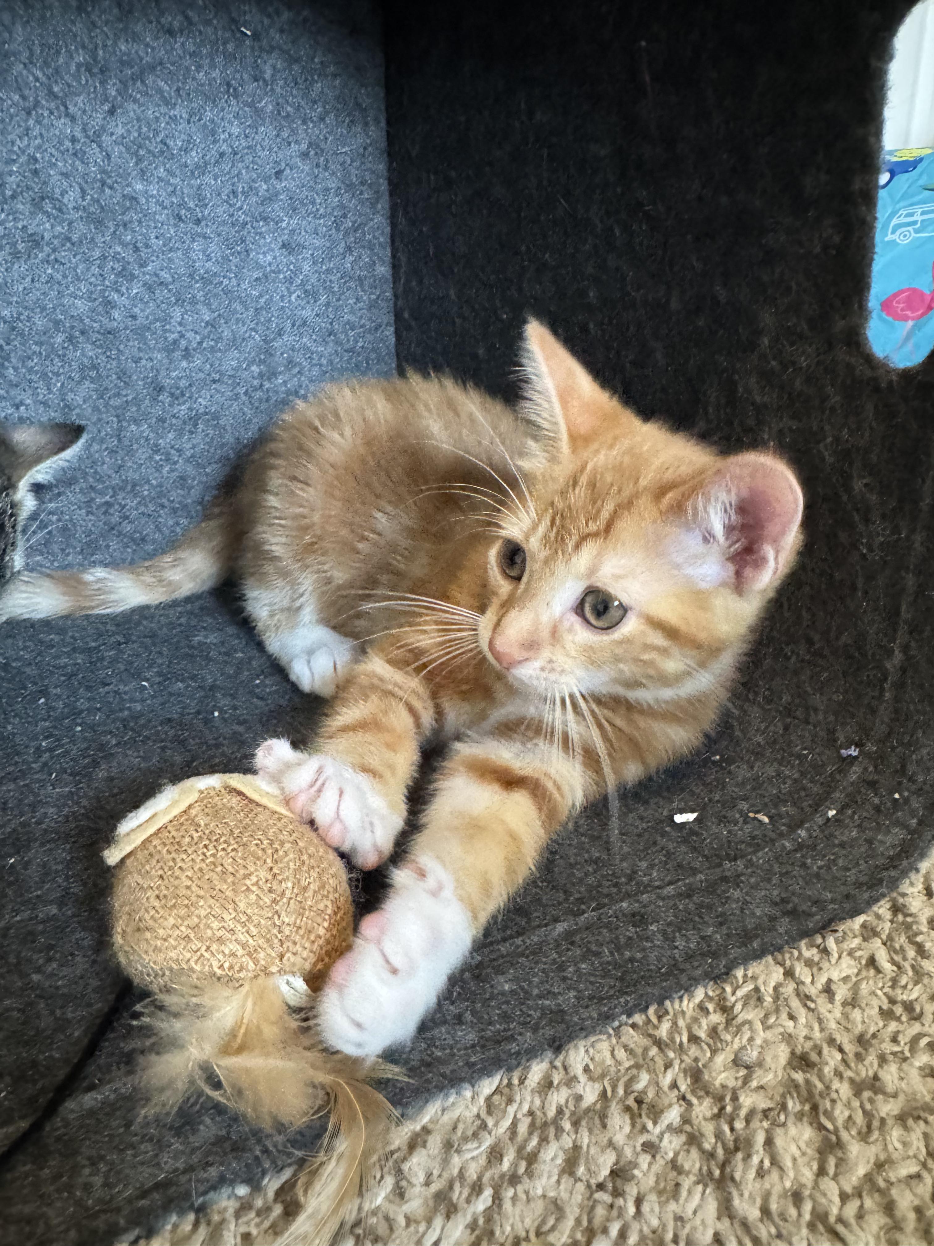 Mango, a Adoptable Domestic Short Hair in Chaska, MN image 3/3