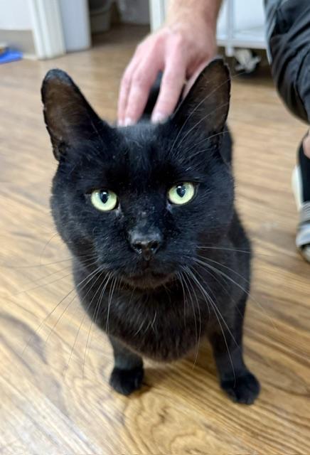 Jelly Bean, ADOPTABLE, Adult Male Domestic Short Hair.