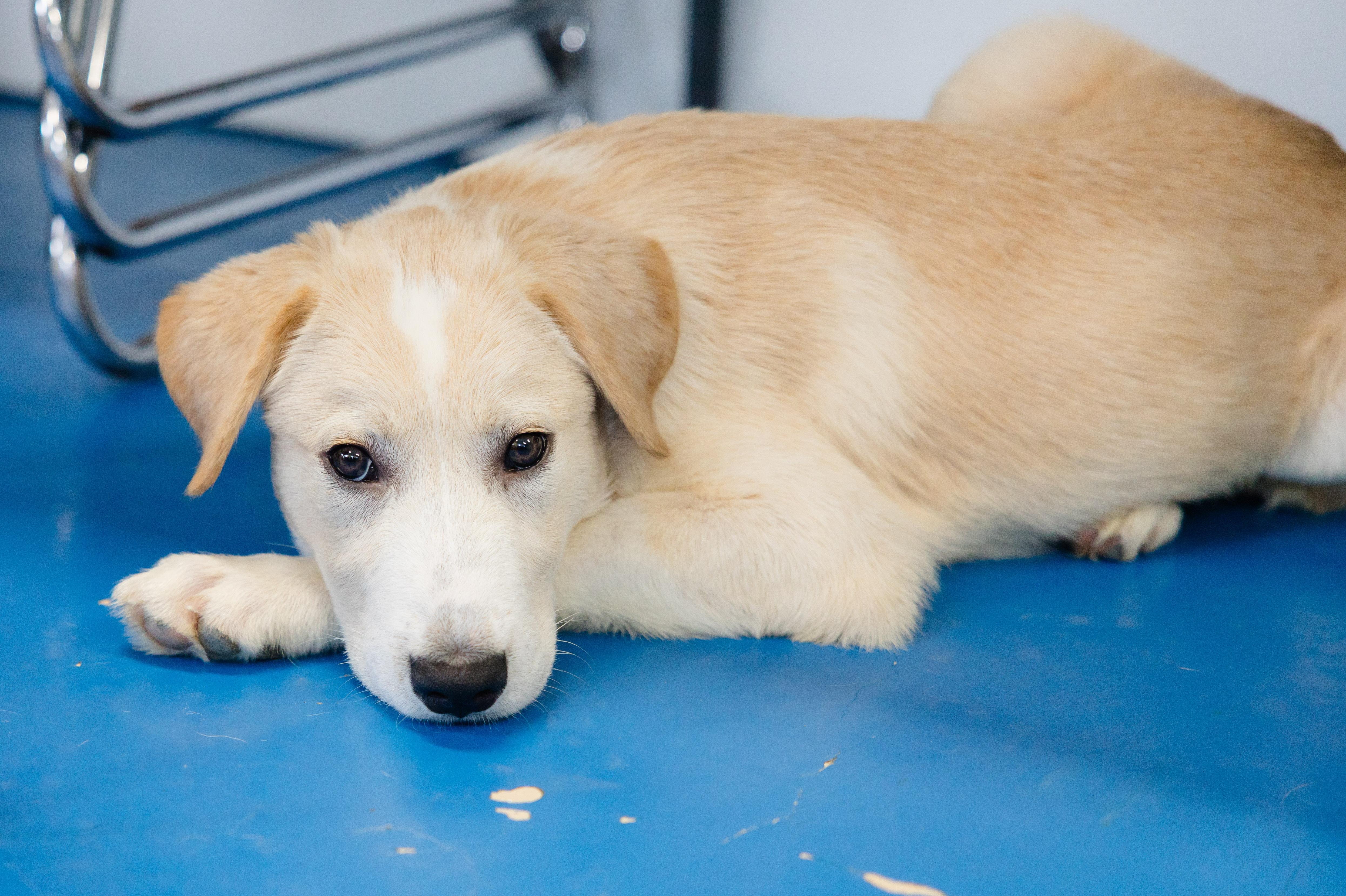 Enlarge Ajax, a Adoptable mixed breed in Newburgh, IN image 6/6