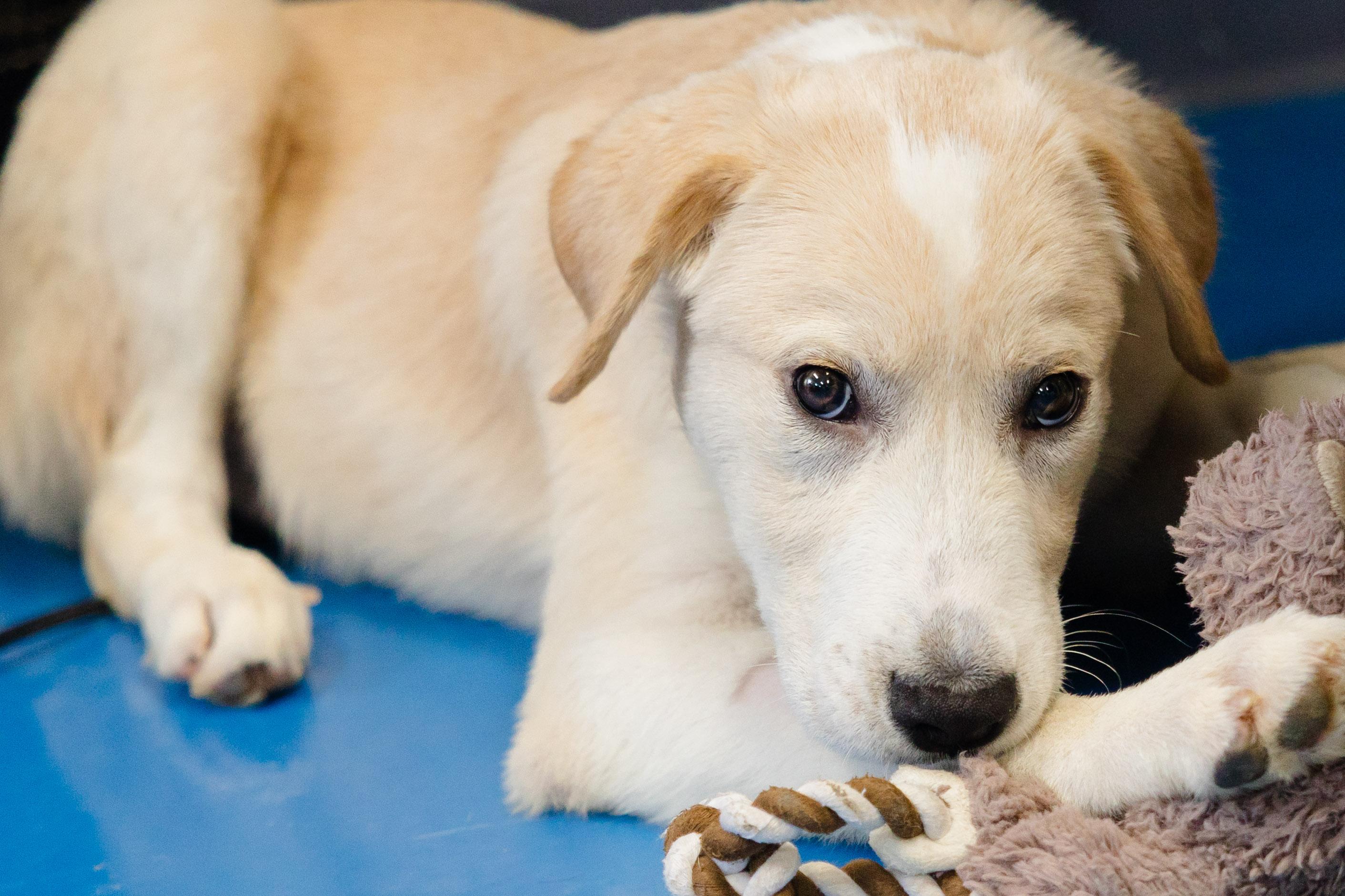 Enlarge Ajax, a Adoptable mixed breed in Newburgh, IN image 2/6
