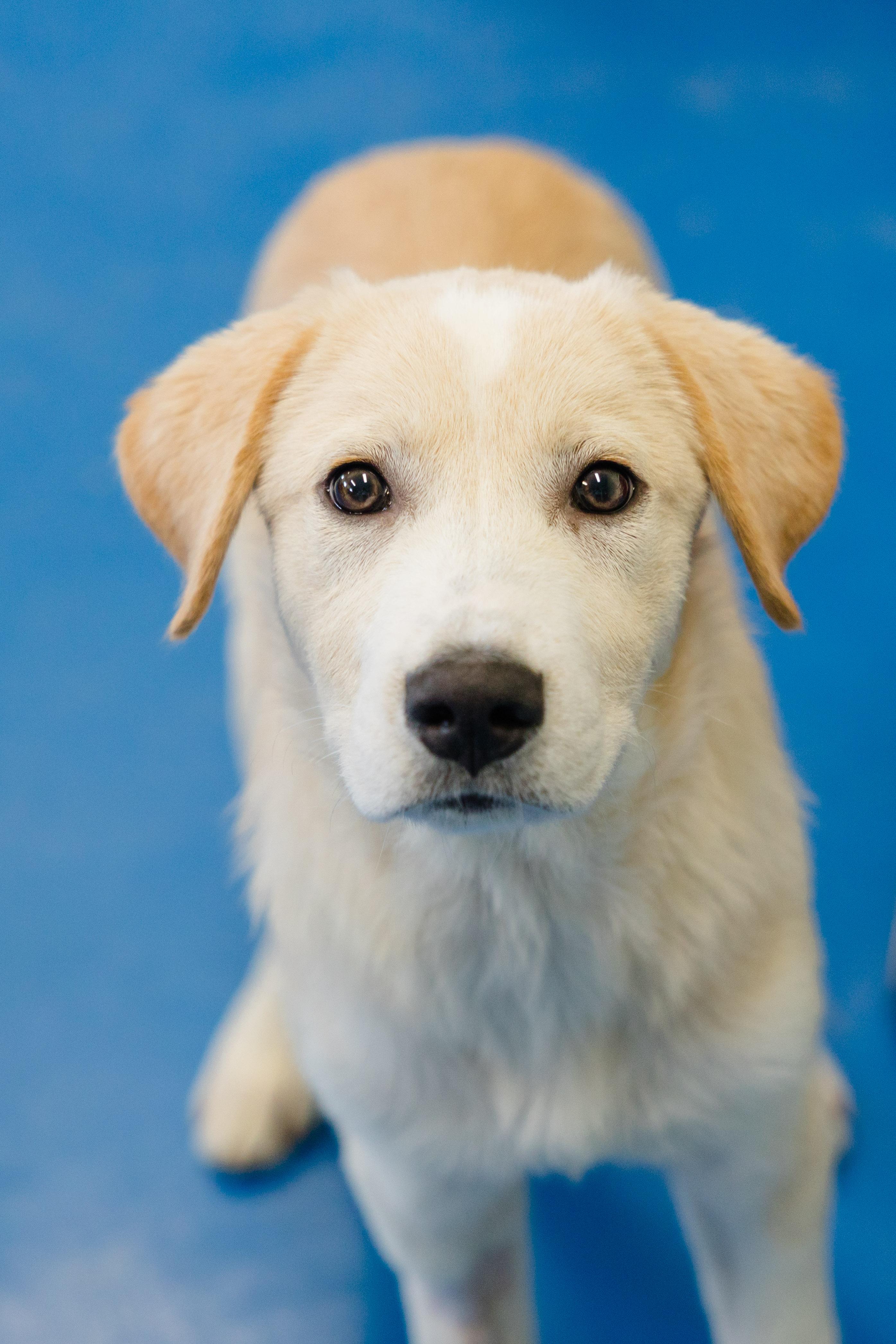 Enlarge Ajax, a Adoptable mixed breed in Newburgh, IN image 4/6