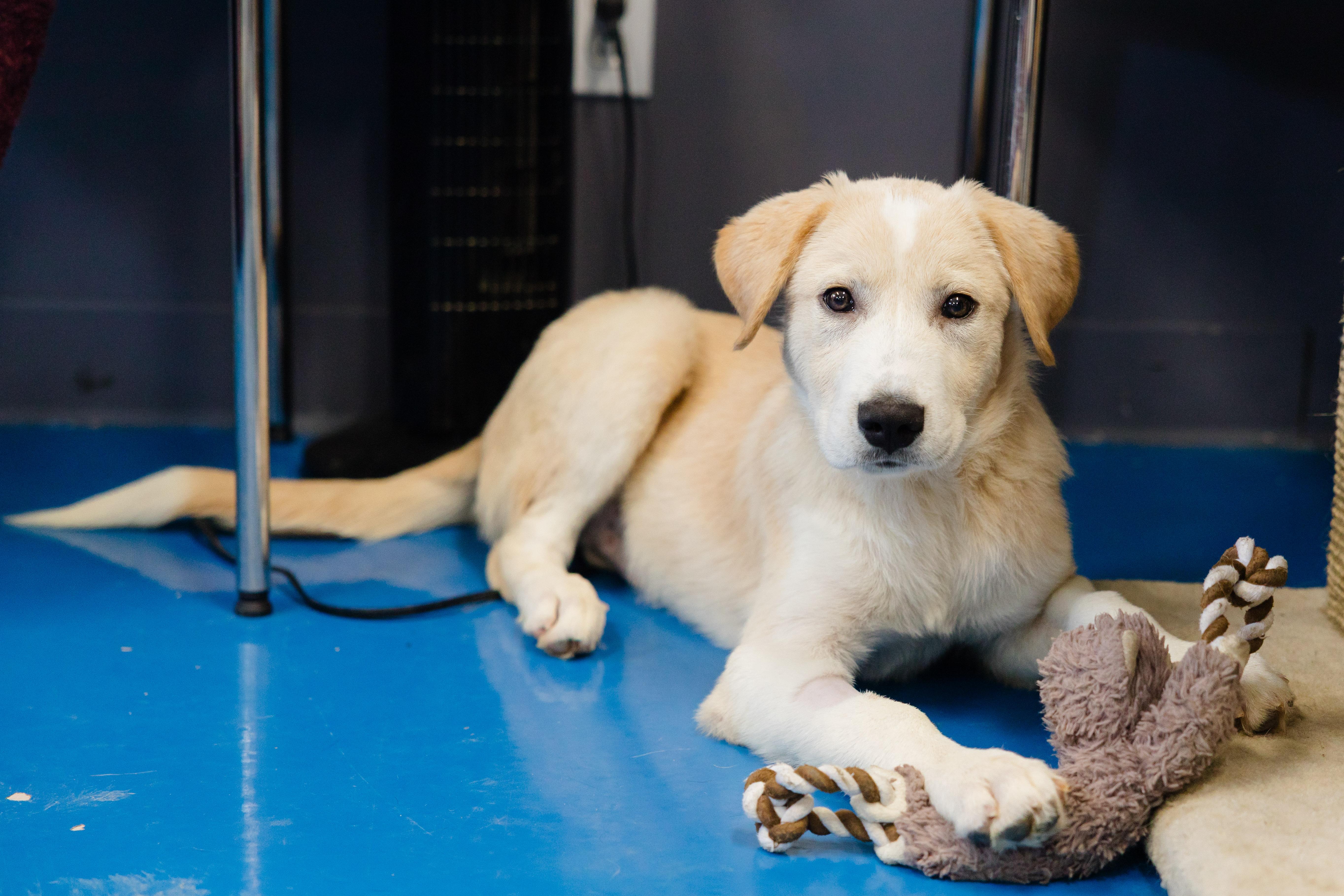 Enlarge Ajax, a Adoptable mixed breed in Newburgh, IN image 3/6