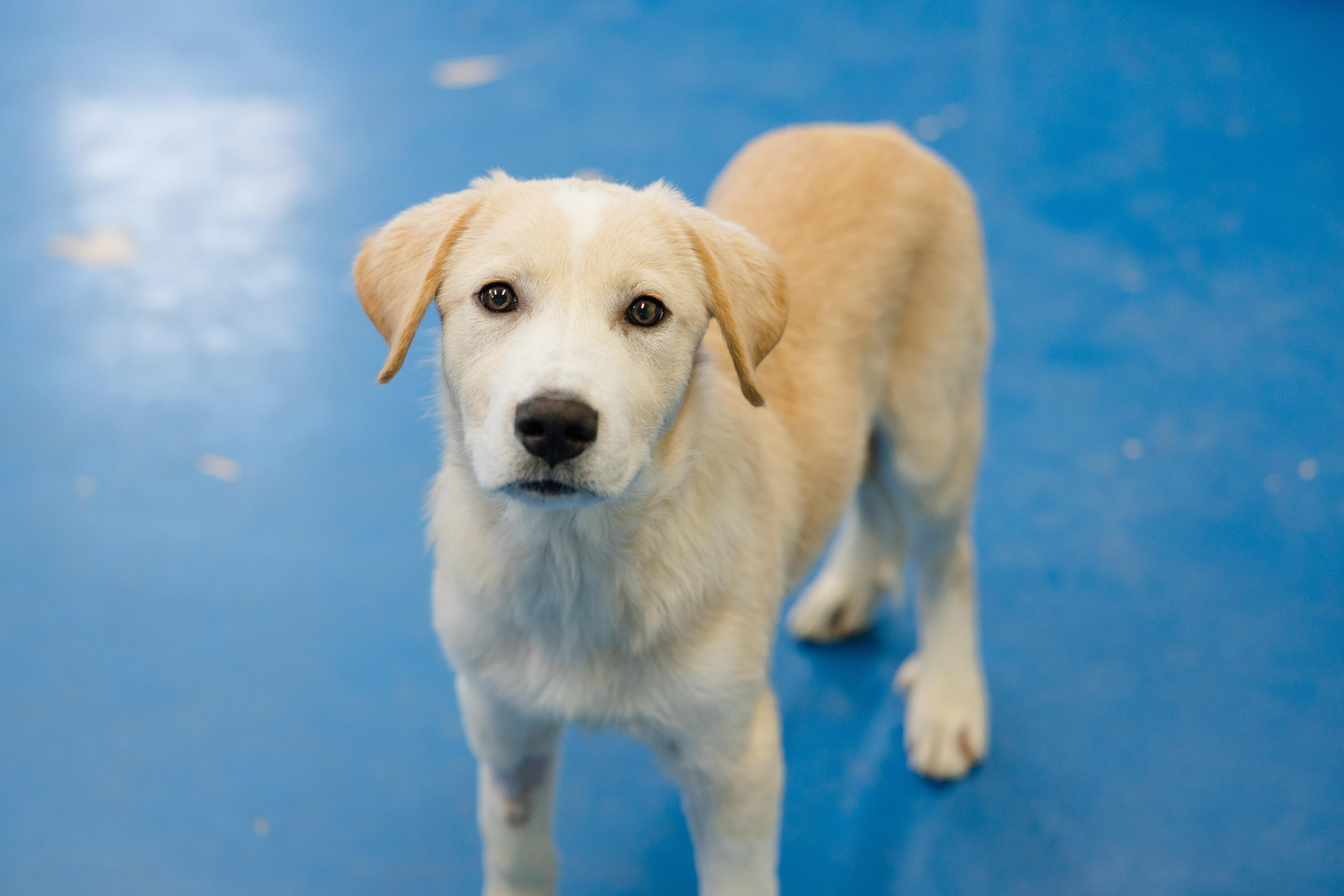 Enlarge Ajax, a Adoptable mixed breed in Newburgh, IN image 5/6